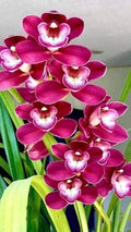 Pink Red Dendrobium Flower seeds for Planting Drought Tolerant, Heirloom & GMO Free Seeds for Home Garden seeds for planting