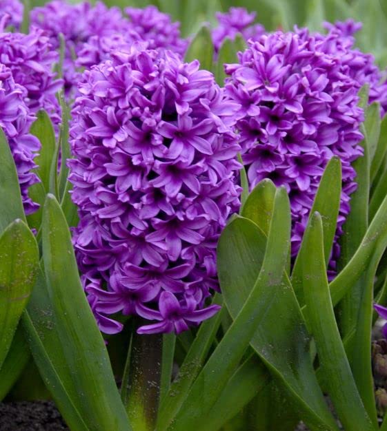 Premium Hyacinth Purple Flower seeds for Planting Compact Growth, Heirloom & GMO Free Seeds for Home Garden seeds