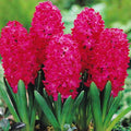 Red Hyacinth Flower seeds for Planting Sun Loving, Heirloom & GMO Free Seeds for Home Garden seeds for planting