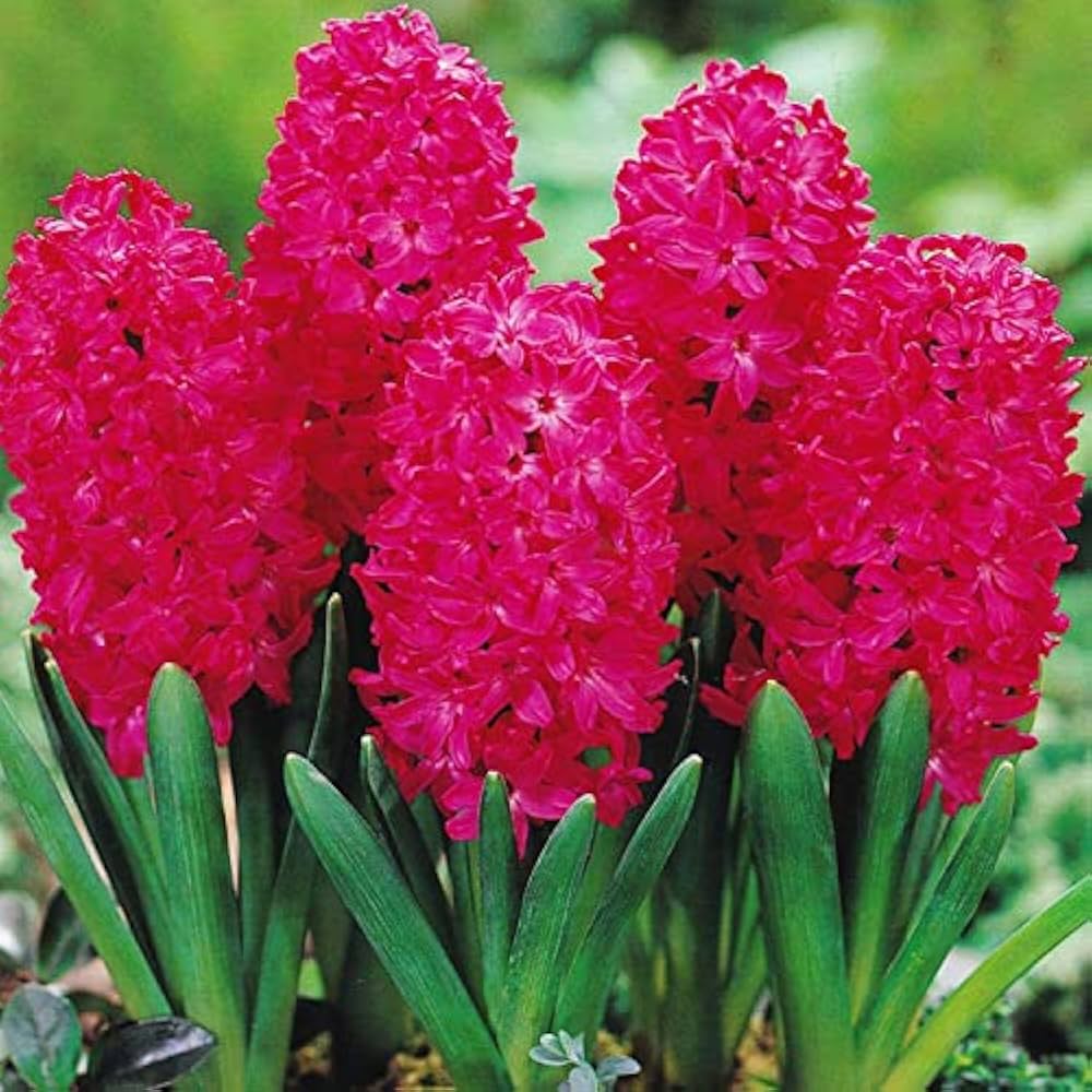 Red Hyacinth Flower seeds for Planting Sun Loving, Heirloom & GMO Free Seeds for Home Garden seeds for planting