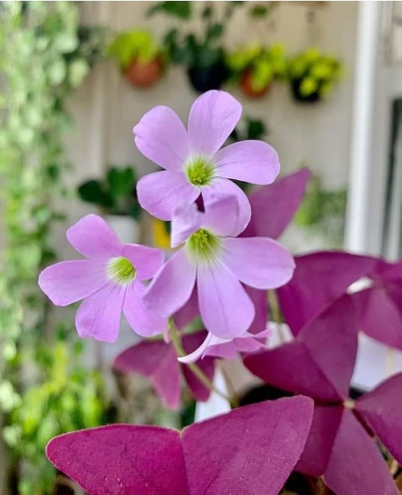 Oxalis Spring Flower seeds for Planting, Easy to Grow Heirloom & GMO Free Seeds for Home Garden