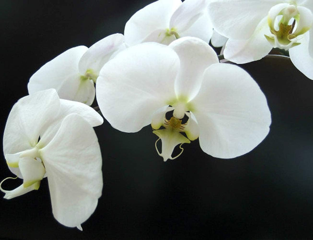 White Phalaenopsis Orchid Flower Seeds for Planting Heirloom, Non GMO, High Germination Organic Garden Seeds seeds for home gardening