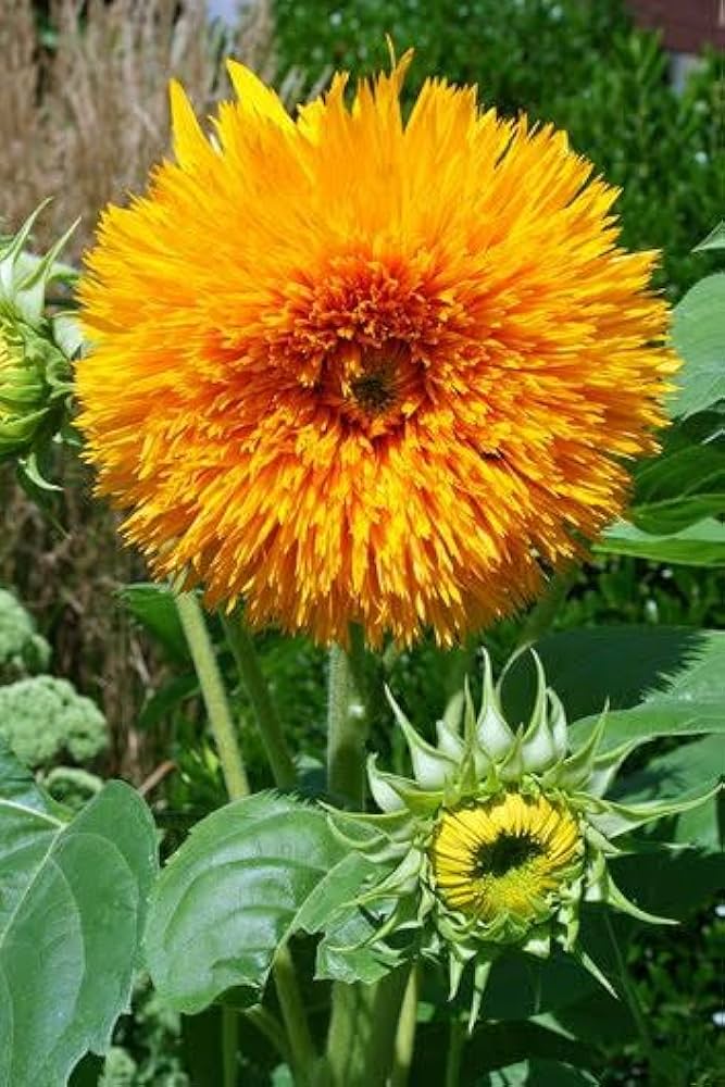 Helianthus Salicifolius Flower seeds for Planting Cut Flower Favorite, Heirloom & GMO Free Seeds for Home Garden vegetable and garden seeds