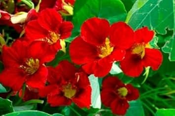 Premium Red Nasturtium Flower seeds for Planting Wildflower Mix, Heirloom & GMO Free Seeds for Home Garden seeds