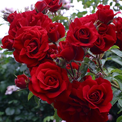 Dark Red Climbing Rose Flower seeds for Planting Shade Tolerant, Heirloom & GMO Free Seeds for Home Garden seeds for planting