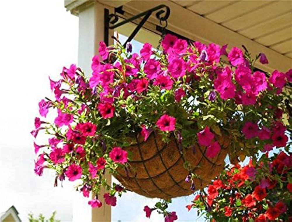 Pink Petunia Flower seeds for Planting Seasonal Bloomer, Heirloom & GMO Free Seeds for Home Garden vegetable and garden seeds