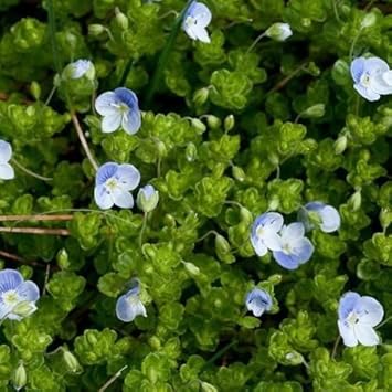 High quality Blue Veronica Repens Flower seeds for Planting Compact Growth, Heirloom & GMO Free Seeds for Home Garden seeds pack