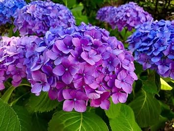 Blue Purple Hydrangea Flower seeds for Planting Easy to Grow, Heirloom & GMO Free Seeds for Home Garden seeds for planting