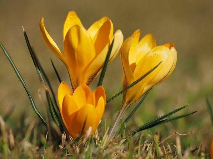 Premium Yellow Crocus Flower seeds for Planting Wildflower Mix, Heirloom & GMO Free Seeds for Home Garden seeds