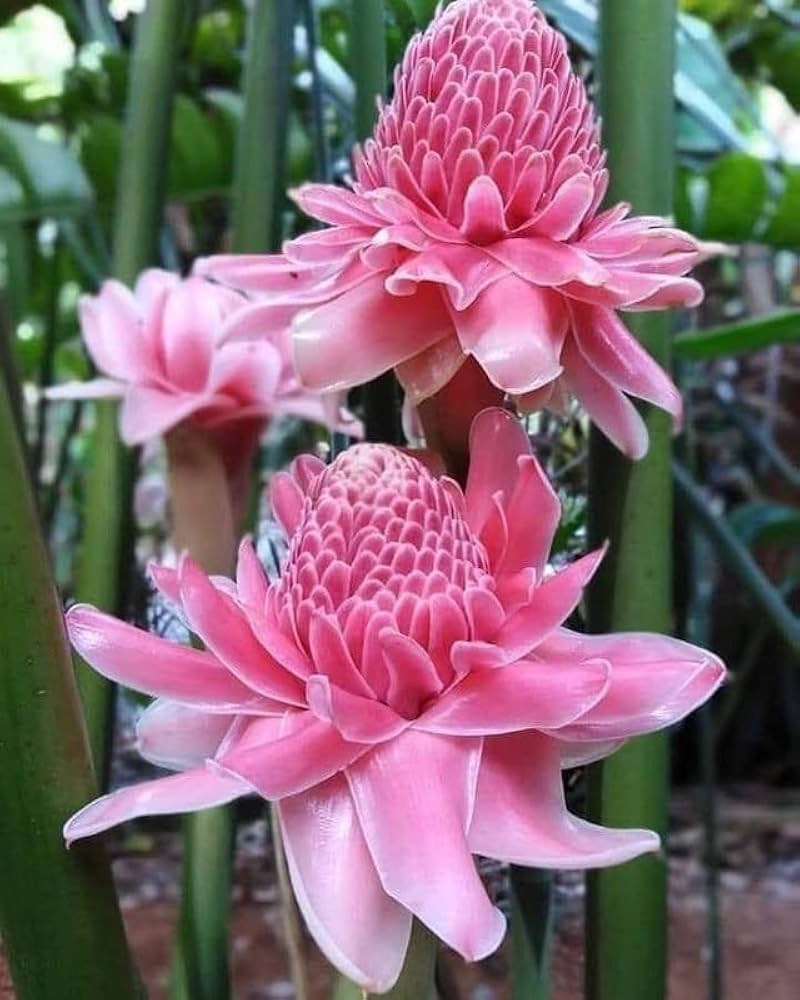 Pink Torch Ginger Flower seeds for Planting Colorful Display, Heirloom & GMO Free Seeds for Home Garden seeds for planting