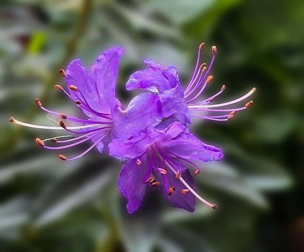 Premium Purple Azalea Flower seeds for Planting Easy to Grow, Heirloom & GMO Free Seeds for Home Garden seeds