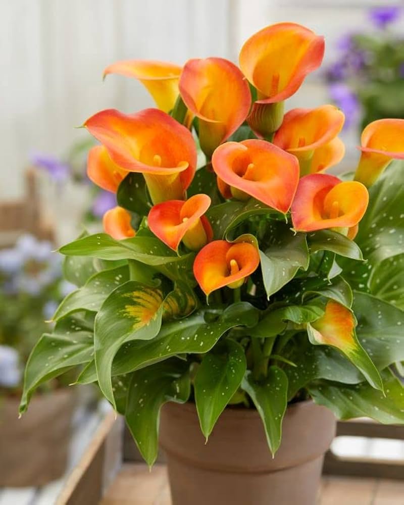 Calla Flower Seeds Red Yellow Flower seeds for Planting Easy to Grow, Heirloom & GMO Free Seeds for Home Garden vegetable and garden seeds