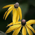 Yellow ConeFlower seeds for Planting Colorful Display, Heirloom & GMO Free Seeds for Home Garden seeds for planting