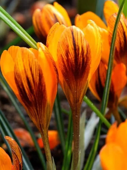 Orange Brown Crocus Flower seeds for Planting Hardy Variety Heirloom & GMO Free Seeds for Home Garden