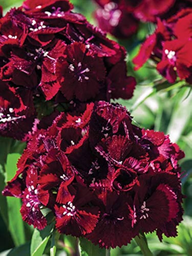 Maroon William Dianthus Flower seeds for Planting Premium Quality, Heirloom & GMO Free Seeds for Home Garden vegetable and garden seeds