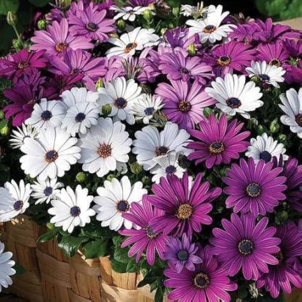 High quality Osteospermum Flower seeds for Planting Vibrant Colors, Heirloom & GMO Free Seeds for Home Garden seeds pack