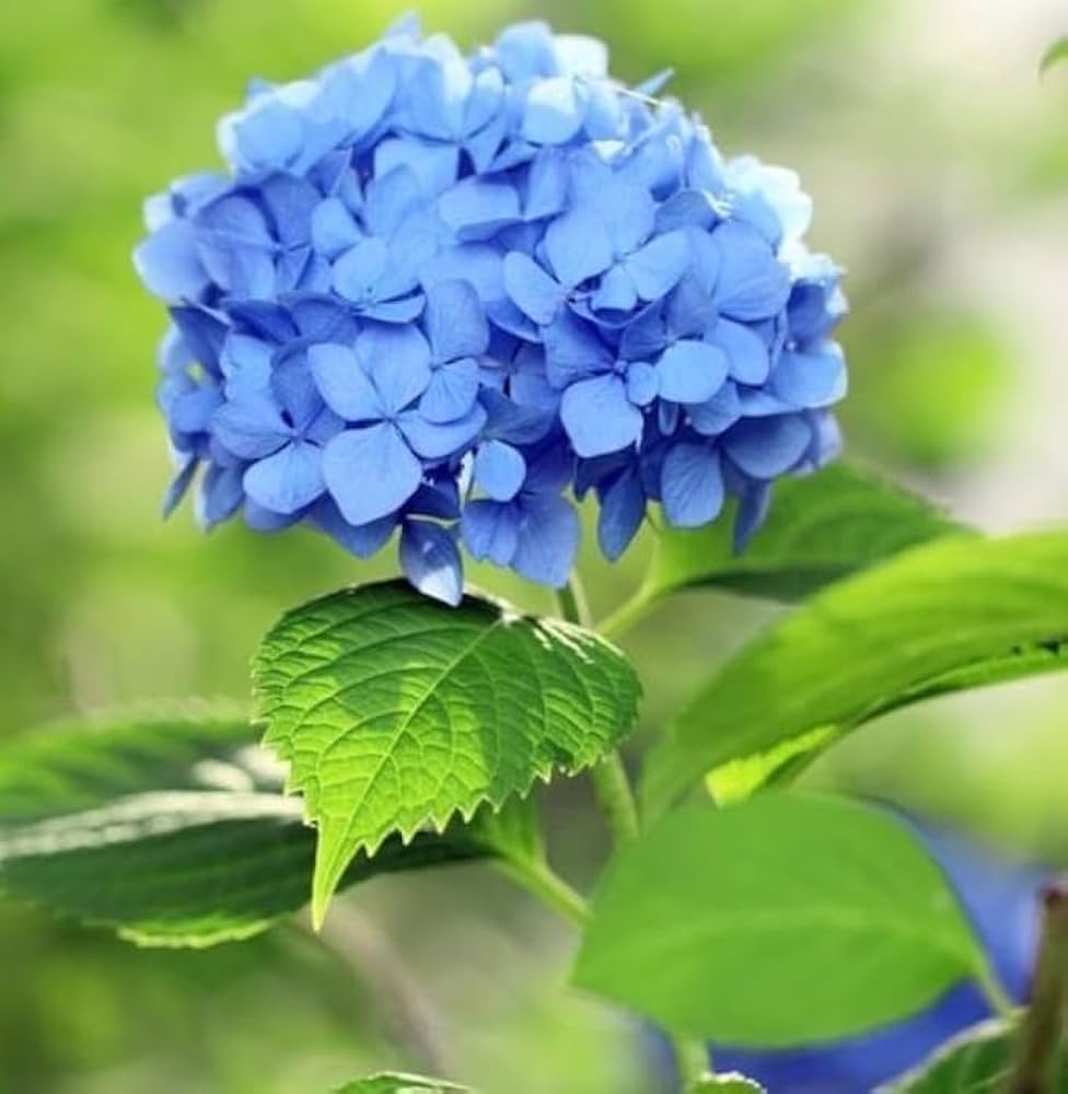 Sky Blue Hydrangea Flower seeds for Planting Fragrant Blossoms, Heirloom & GMO Free Seeds for Home Garden vegetable and garden seeds