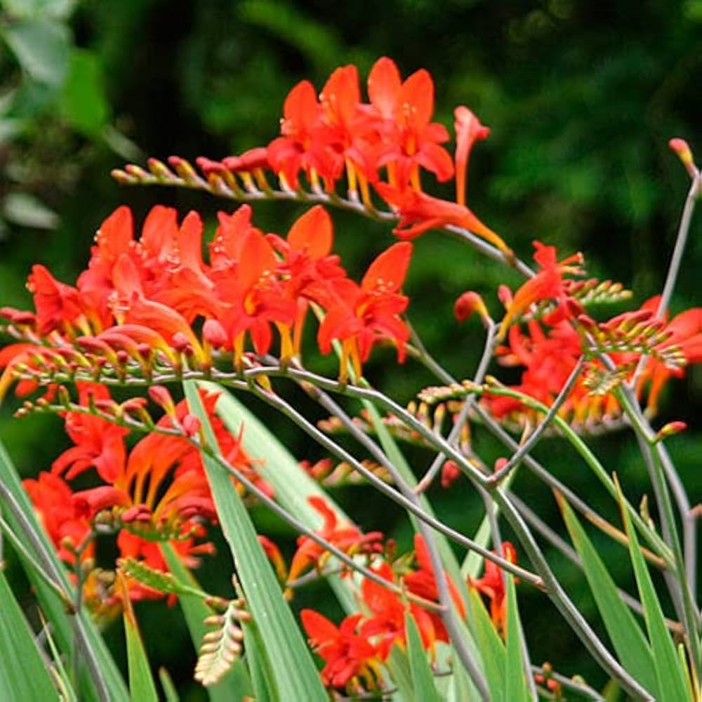 Bressingham Flower seeds for Planting Hardy Variety, Heirloom & GMO Free Seeds for Home Garden seeds for planting