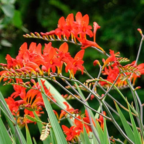 Bressingham Flower seeds for Planting Hardy Variety, Heirloom & GMO Free Seeds for Home Garden seeds for planting