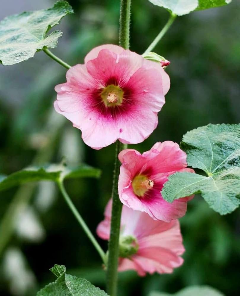 Pink and Yellow Futaba Alcea Rosea Flower seeds for Planting Drought Tolerant, Heirloom & GMO Free Seeds for Home Garden vegetable and garden seeds