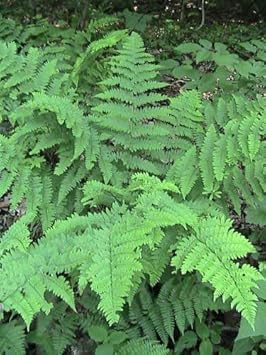 Premium Green Fern Spore Flower seeds for Planting Seasonal Bloomer, Heirloom & GMO Free Seeds for Home Garden seeds