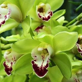 Green Butterfly Orchid Flower seeds for Planting Sun Loving, Heirloom & GMO Free Seeds for Home Garden seeds for planting