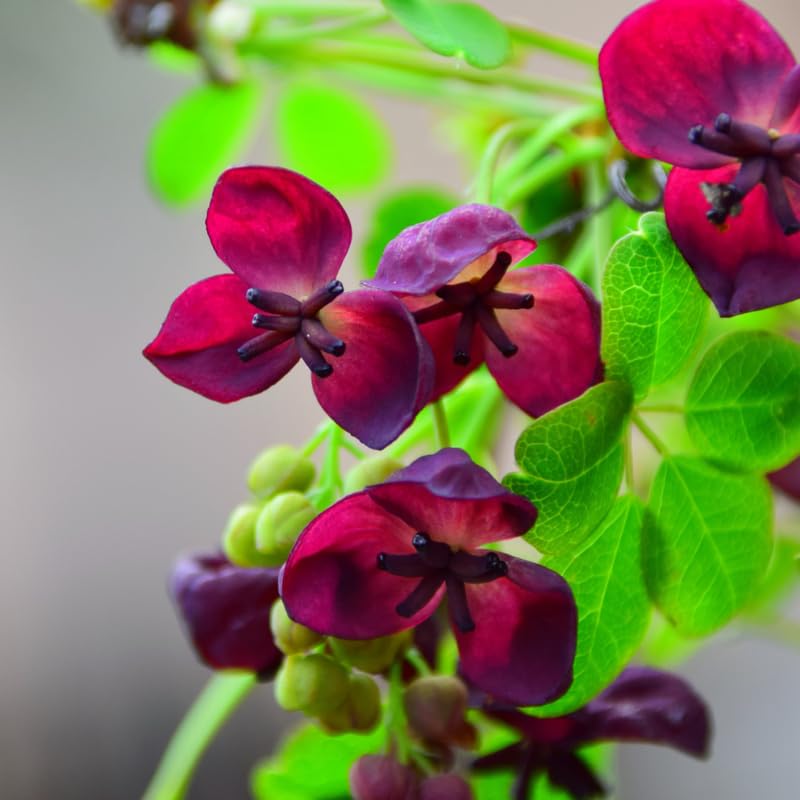Akebia Flower seeds for Planting Vibrant Colors, Heirloom & GMO Free Seeds for Home Garden seeds for planting