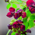 Akebia Flower seeds for Planting Vibrant Colors, Heirloom & GMO Free Seeds for Home Garden seeds for planting