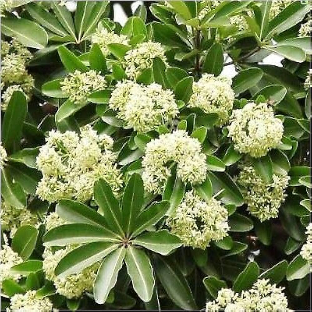 High quality Ilex Paraguayensis Flower Seeds for Planting and Gardening seeds pack