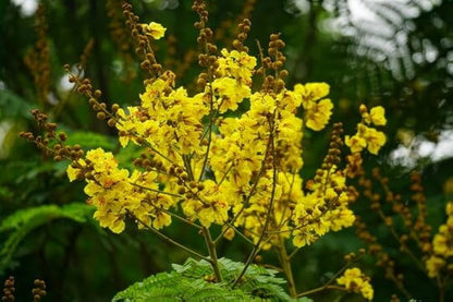 Peltophorum Flower seeds for Planting Low Maintenance Heirloom & GMO Free Seeds for Home Garden