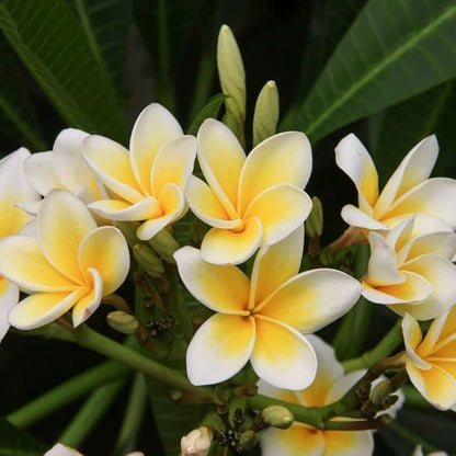 Plumeria Flower seeds for Planting - Shade Tolerant, Heirloom & GMO Free Seeds for Home Garden