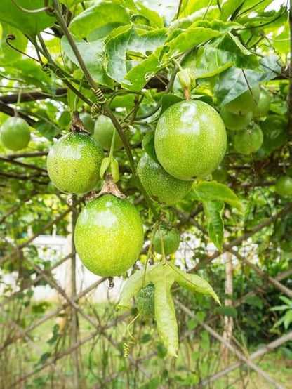 Sweet Granadilla (Passiflora ligularis) Yellow Passionfruit – Huge Purple & White Flower Yellow-Orange Fruit Vine Seeds