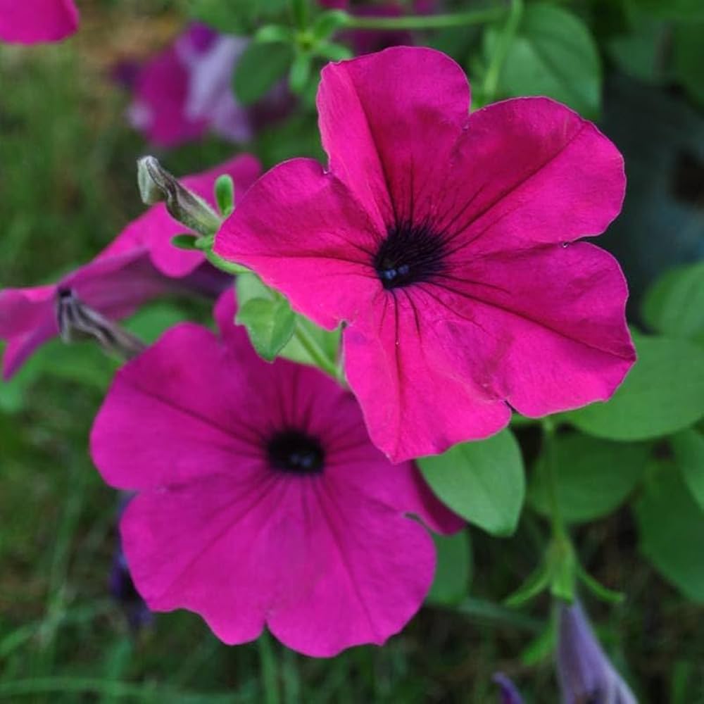 Premium Pink Trailing Petunia Flower seeds for Planting Hardy Variety, Heirloom & GMO Free Seeds for Home Garden seeds