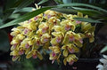 Cream Cymbidium Flower seeds for Planting Pollinator Friendly, Heirloom & GMO Free Seeds for Home Garden seeds for planting