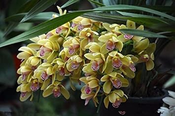 Cream Cymbidium Flower seeds for Planting Pollinator Friendly, Heirloom & GMO Free Seeds for Home Garden seeds for planting