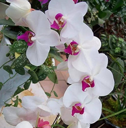Phalaenopsis Orchid Flower seeds for Planting Seasonal Bloomer Heirloom & GMO Free Seeds for Home Garden
