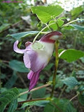 Parrot Orchid Flower seeds for Planting Shade Tolerant, Heirloom & GMO Free Seeds for Home Garden seeds for planting