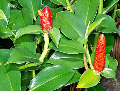 Red Button Ginger Seeds for Easy Planting