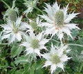 w seeds for Planting Fragrant Blossoms, Heirloom & GMO Free Seeds for Home Garden seeds for planting