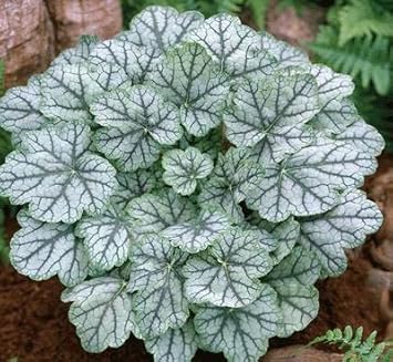 White Coral Bells Flower seeds for Planting Cut Flower Favorite, Heirloom & GMO Free Seeds for Home Garden seeds for planting