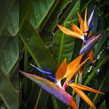 Violet Yellow Strelitzia Flower seeds for Planting Premium Quality, Heirloom & GMO Free Seeds for Home Garden vegetable and garden seeds