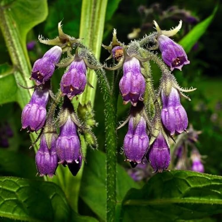 Comfrey Flower seeds for Planting Perfect for Borders Heirloom & GMO Free Seeds for Home Garden