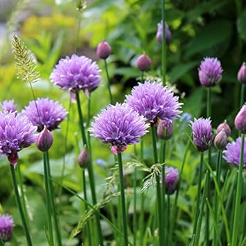 Rustic Ciboulette Flower Seeds – Heirloom Non-GMO, Seasonal Bloomer for Home Garden Planting
 
 Sale seeds for home garden