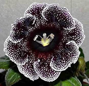 Black White Gloxinia Flower seeds for Planting Hardy Variety, Heirloom & GMO Free Seeds for Home Garden vegetable and garden seeds