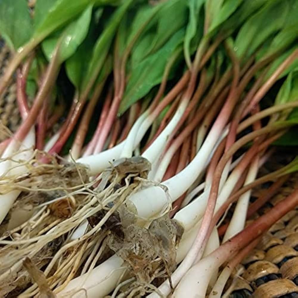 Ramp / Wild Leek (Allium tricoccum) Vegetable Herb Shade Flower Seeds