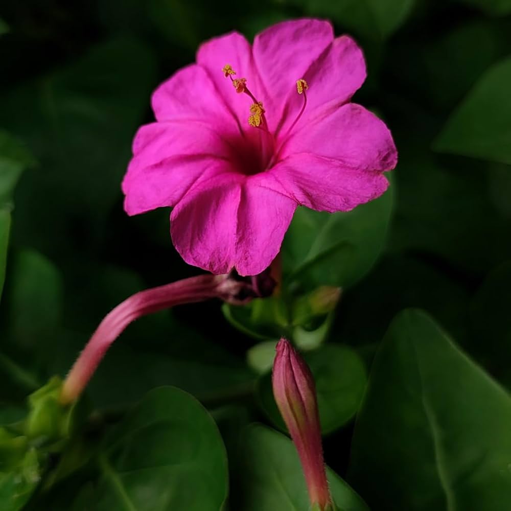 High quality Mirabilis Jalapa Flower seeds for Planting Garden Favorite Heirloom & GMO Free Seeds for Home Garden seeds pack