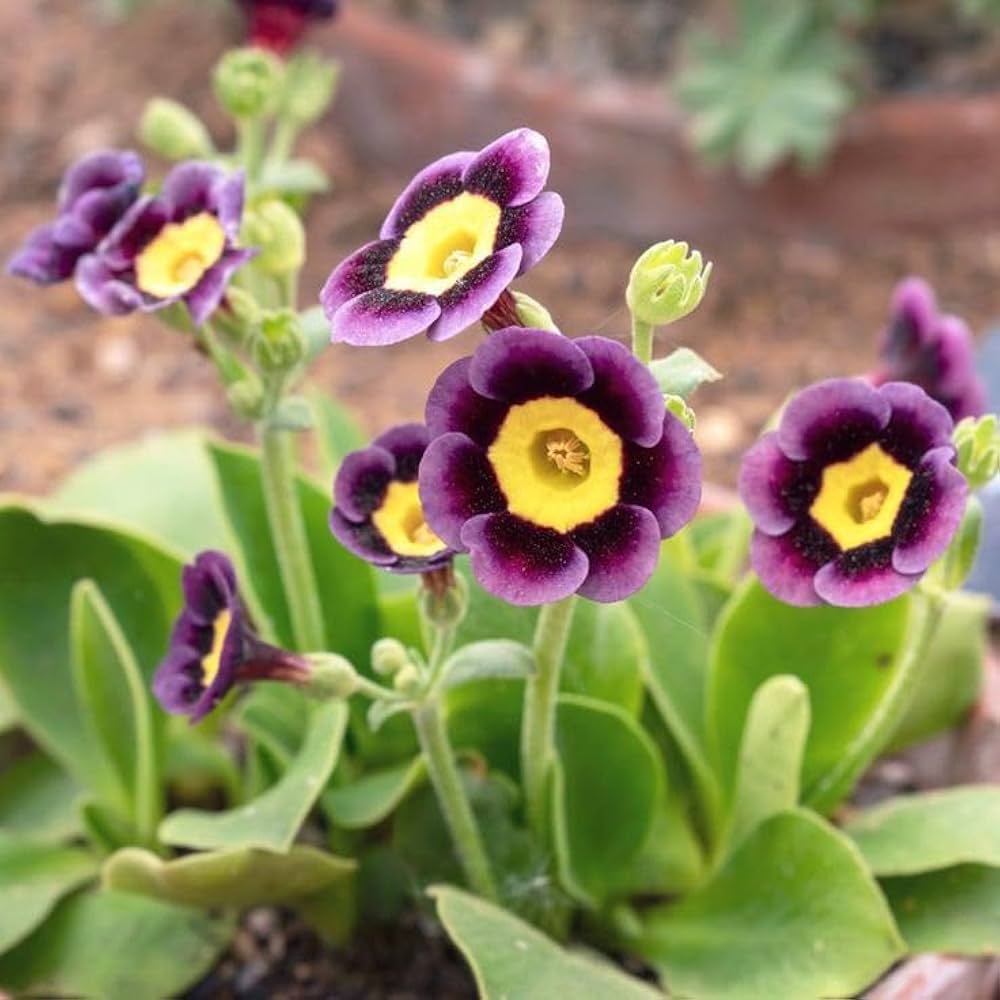 Lavender Primula Malacoides Flower seeds for Planting Premium Quality Heirloom & GMO Free Seeds for Home Garden