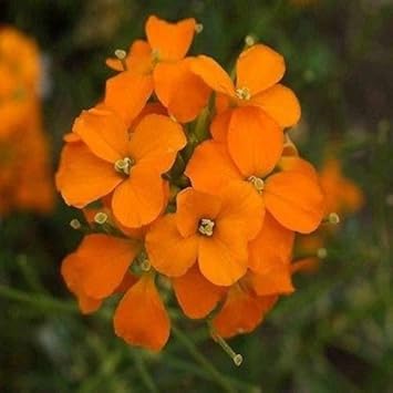Orange Wall Flower seeds for Planting Seasonal Bloomer, Heirloom & GMO Free Seeds for Home Garden seeds for planting