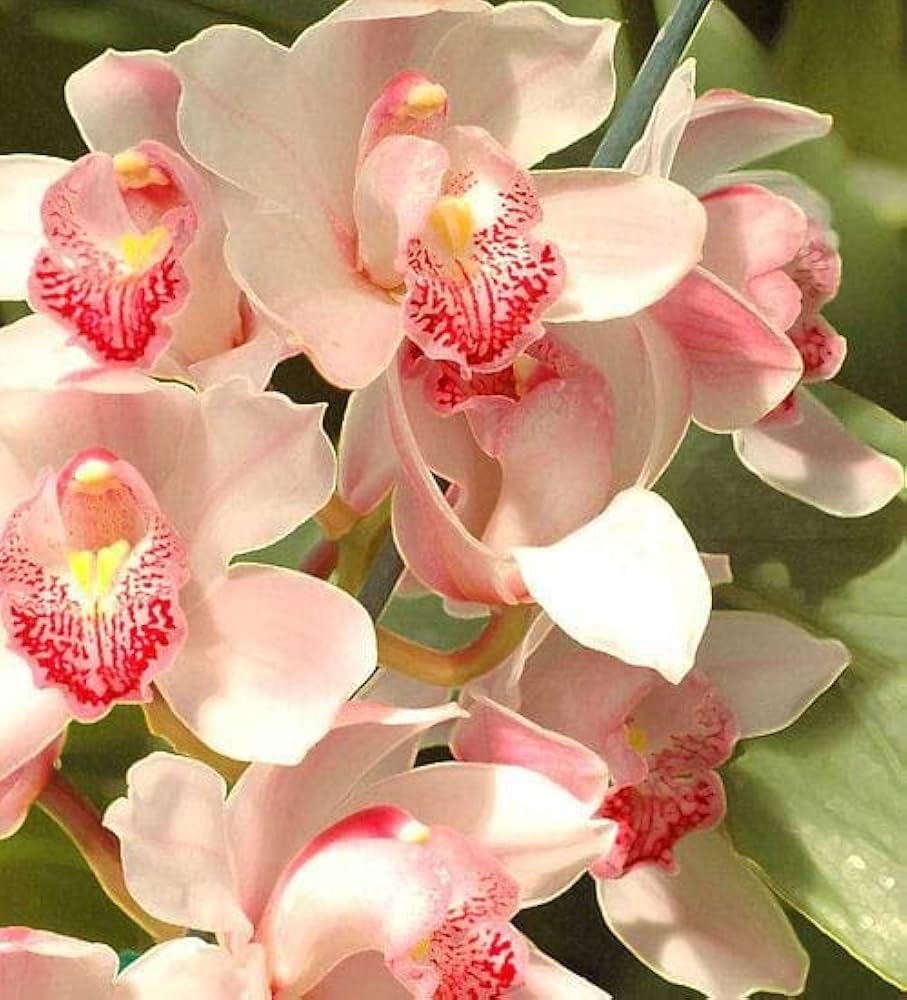 High quality Baby Pink Orchid Flower seeds for Planting Bright Blooms, Heirloom & GMO Free Seeds for Home Garden seeds pack