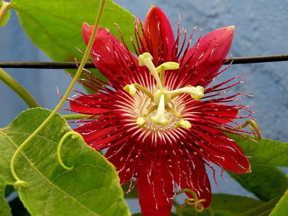 High quality Passion Flower seeds for Planting Pollinator Friendly, Heirloom & GMO Free Seeds for Home Garden seeds pack